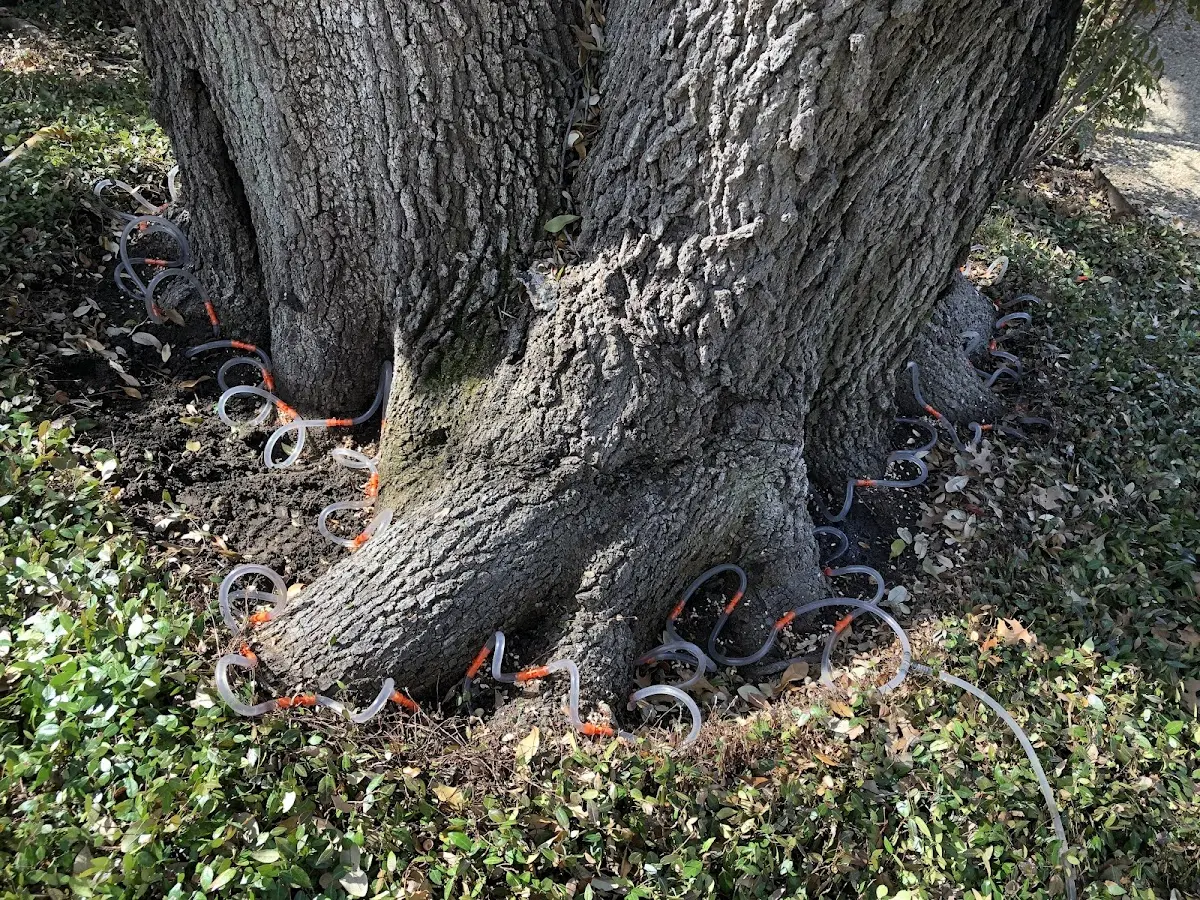 Detailed Tree Cabling and Bracing job site in Knob Lick